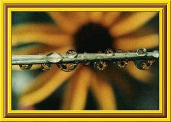 Black-eyed Susan in Raindrops