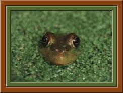 Green Frog Photo
