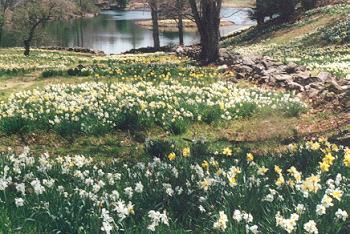 Field of Daffodils Photo