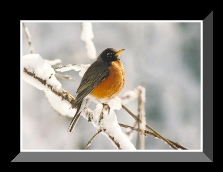 Am. Robin in Snow Photo
