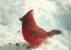 Cardinal (M)